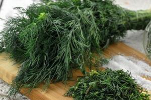 Dill for the winter - simple ways to preserve, dry and freeze